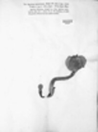 Pholiota squarrosa image